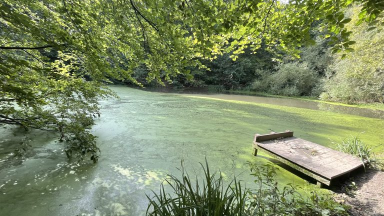 Guided Nature Walk Gledholt Woods Local Nature Reserve